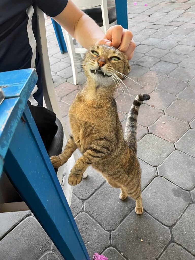cat with strange face
