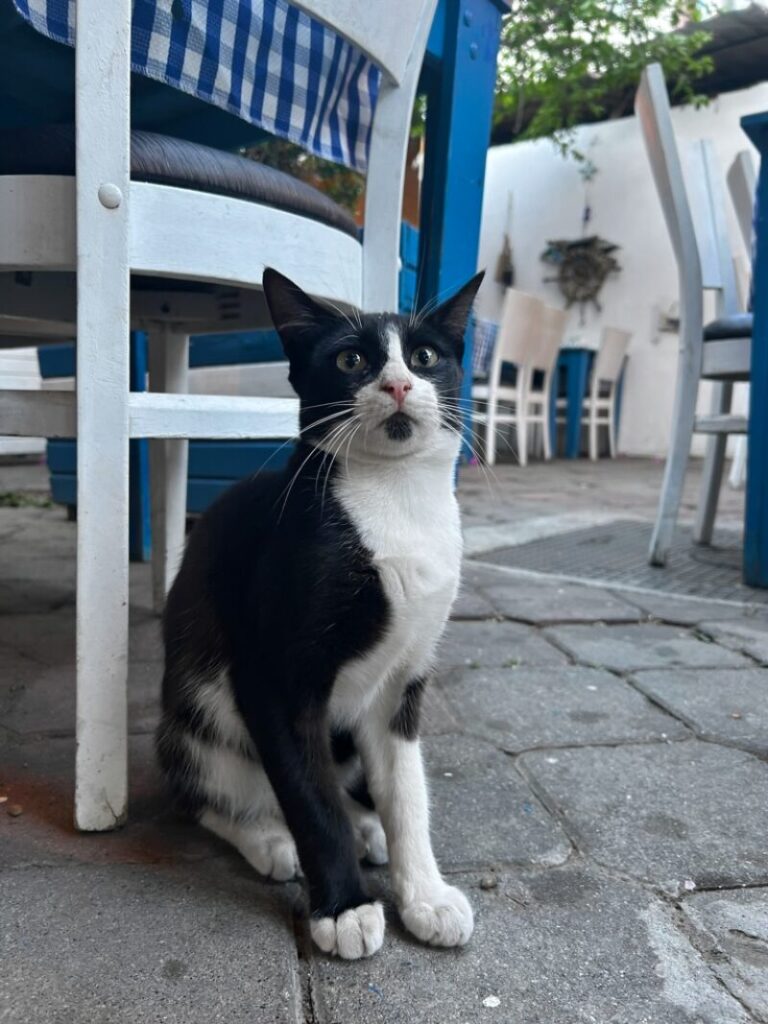 cat near the Dalyan restaurant Balikçim
