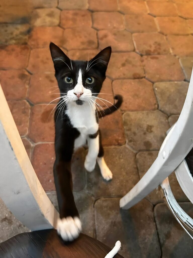 cat meowing "feed me"