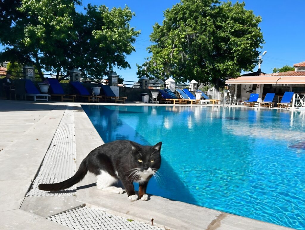 free cat at the swimming pool of Basar Hotel in Dalyan