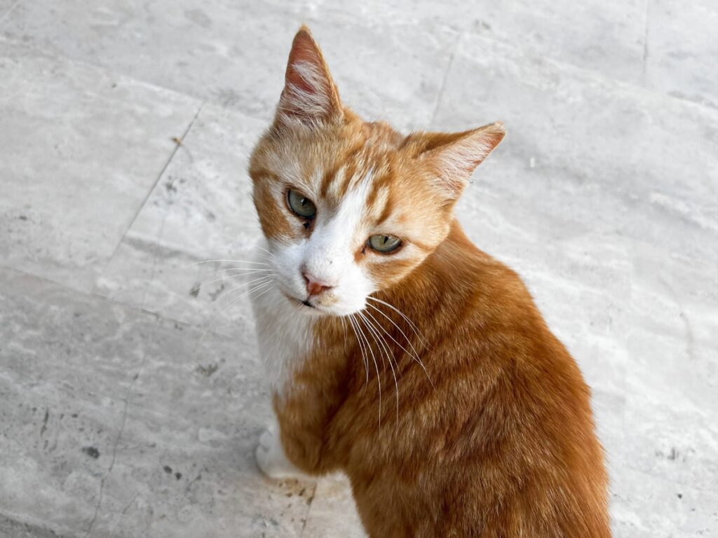 ginger cat in Dalyan Turkey