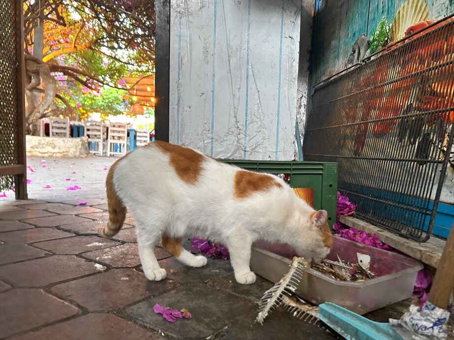 hotel feeds homeless cats