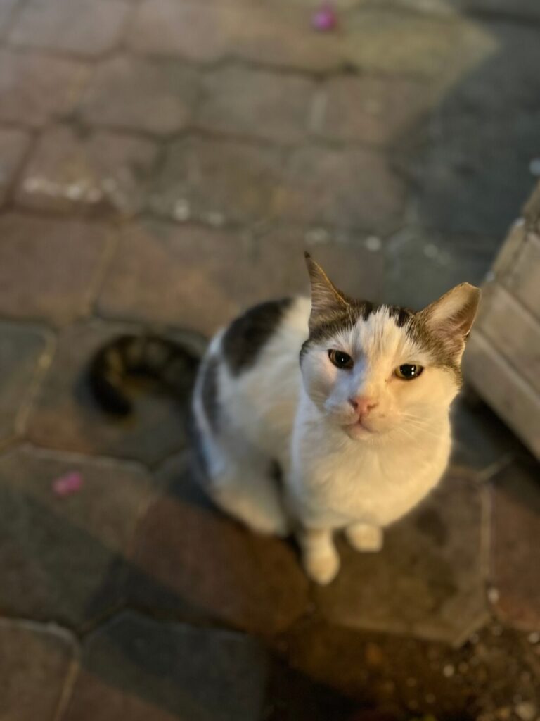kedi cat