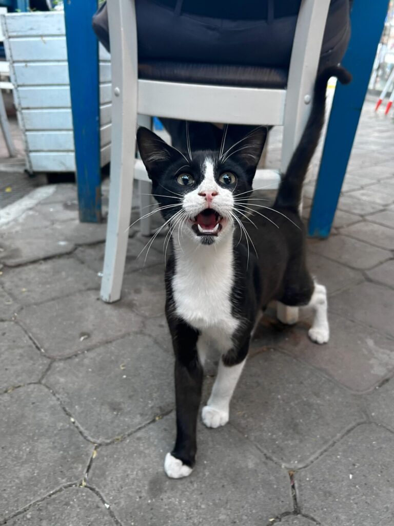polite cat