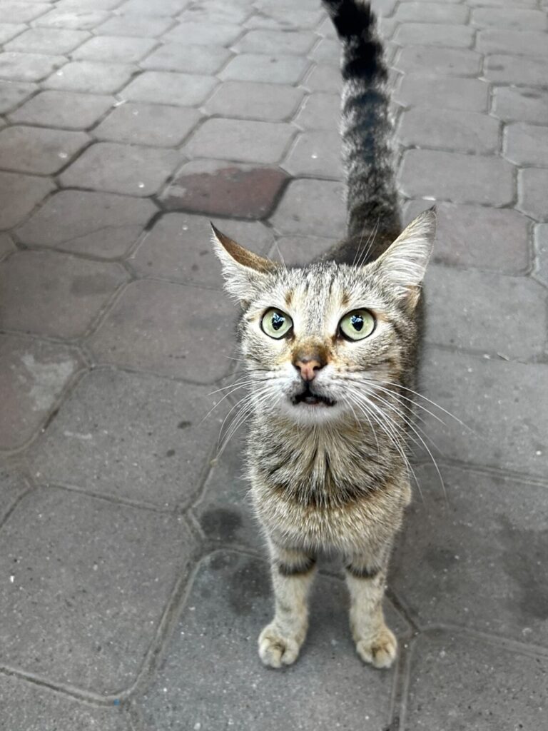restaurant cat Turkey