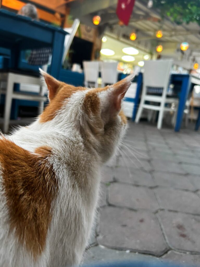 restaurant Dalyan