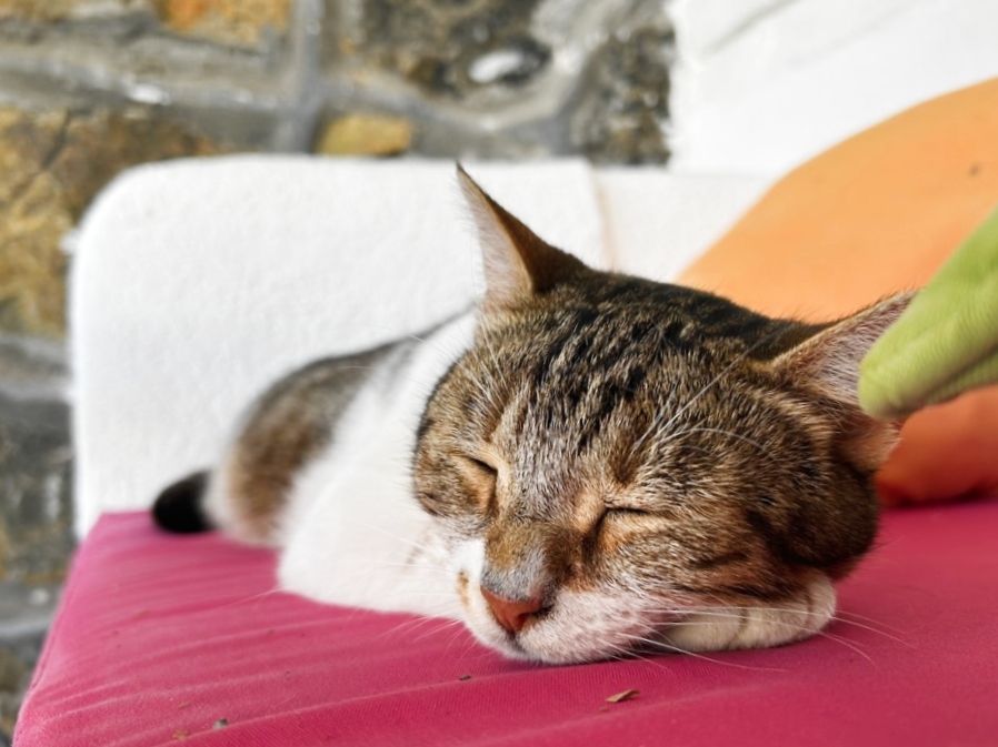 sleepy cat in Dalyan Turkey