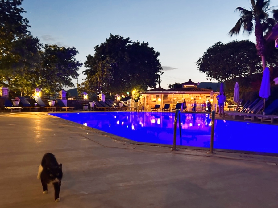 black cat around the swimming pool of Basar Hotel at night