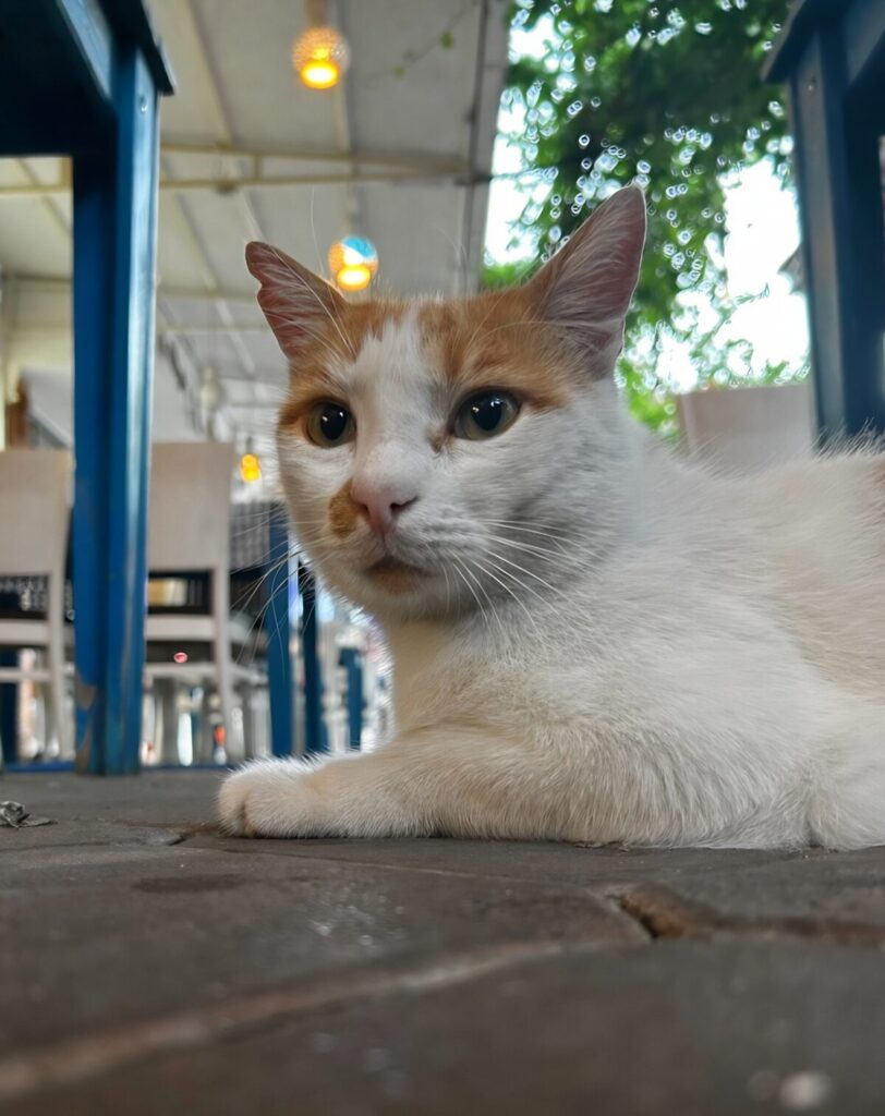 cat at the Dalyan restaurant Balikçik The Fisherman