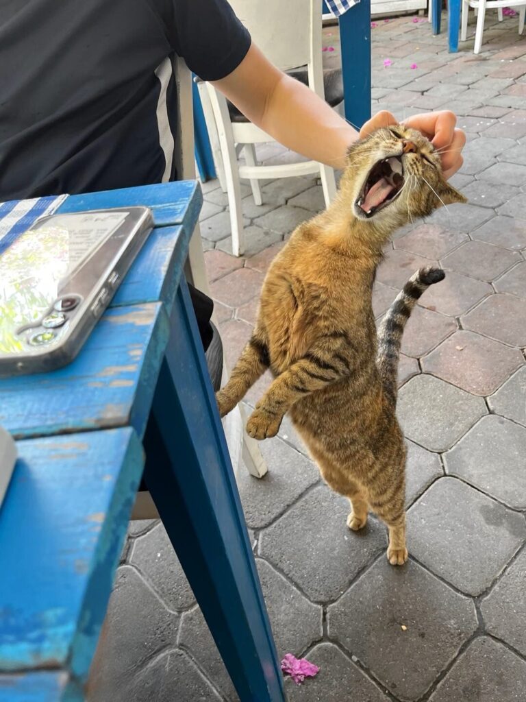 yelling cat