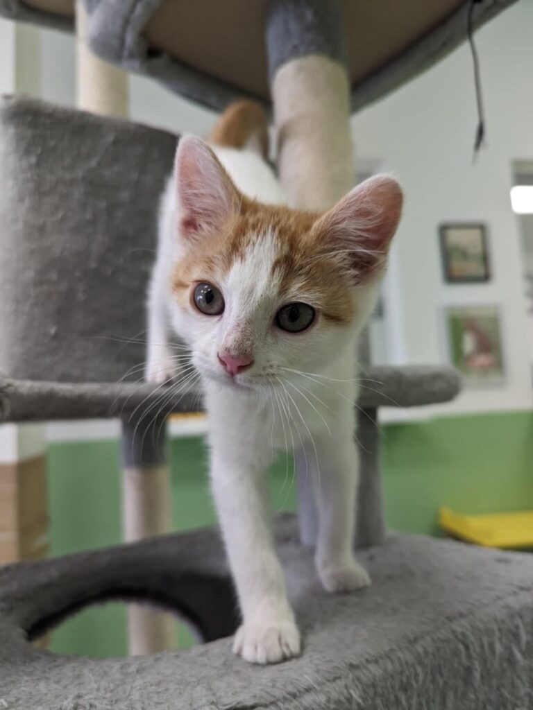 Kitsap cat cafe