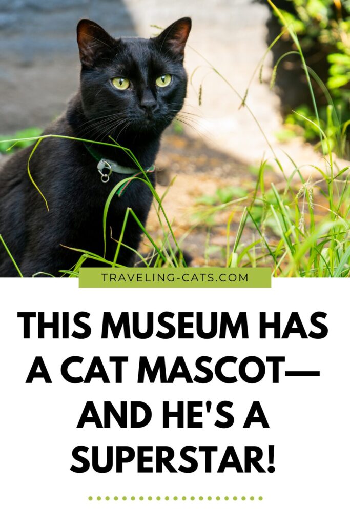 Aristide the Bruges museum cat
