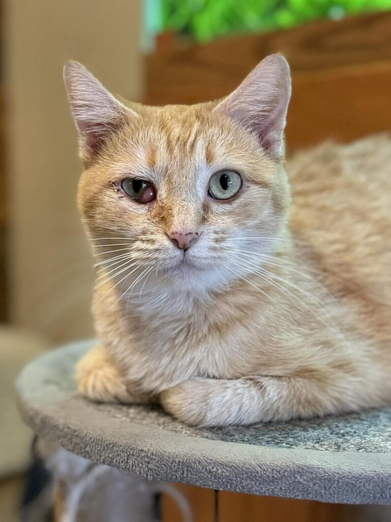 NoCo Cat Cafe in Loveland