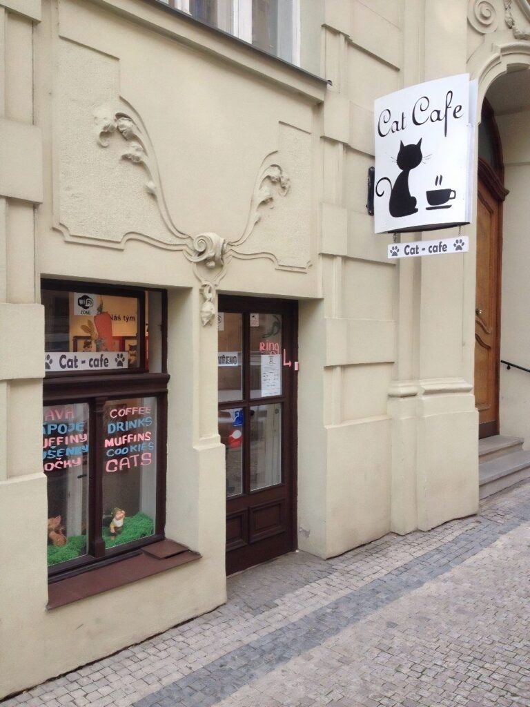 Cat Cafe Social Point in Prague