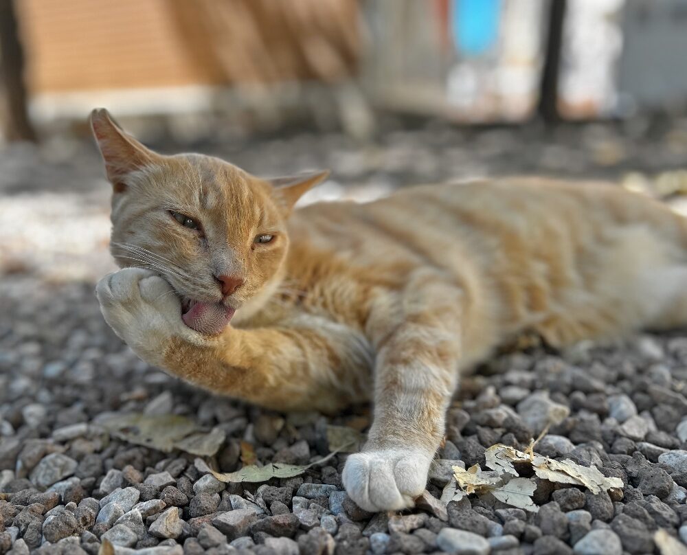 A ginger cat is grooming itself in Málaga