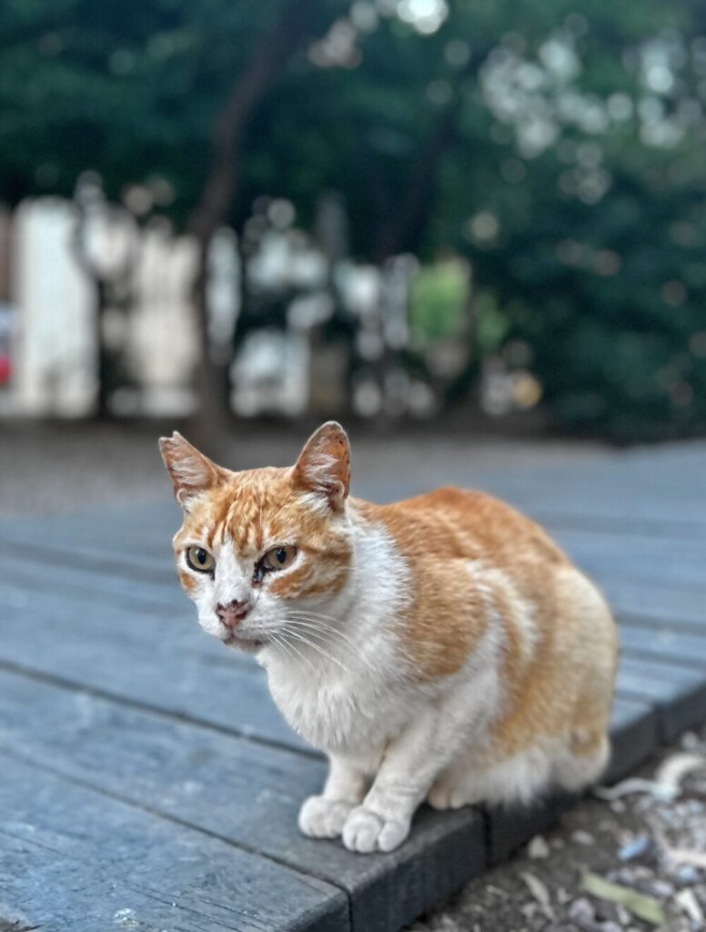 One of the adorable stray cats of Málaga