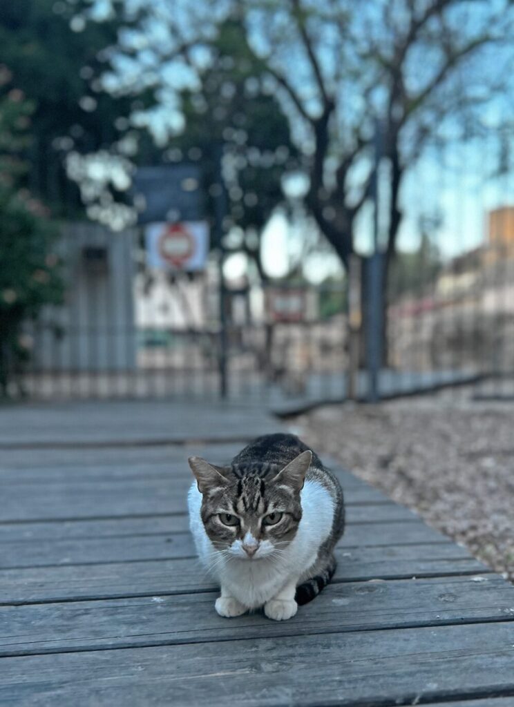 Cute kitty near the Málaga Roman Theater