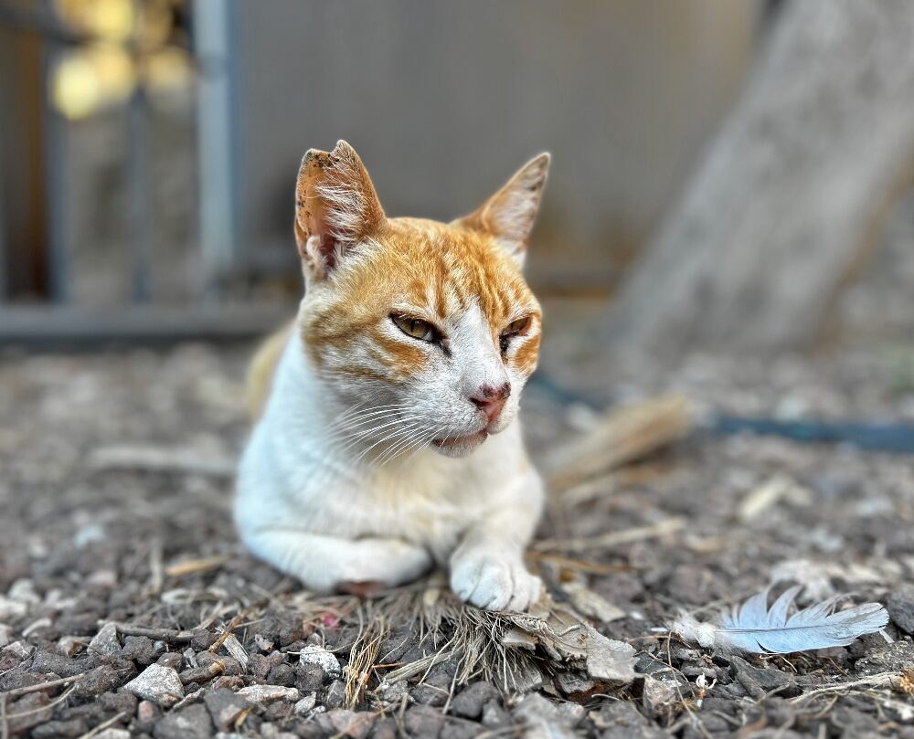a cat in Málaga Spain