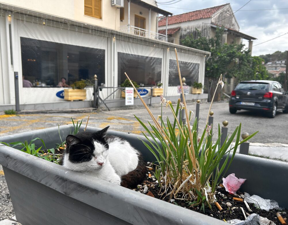 cat sleeping in plant