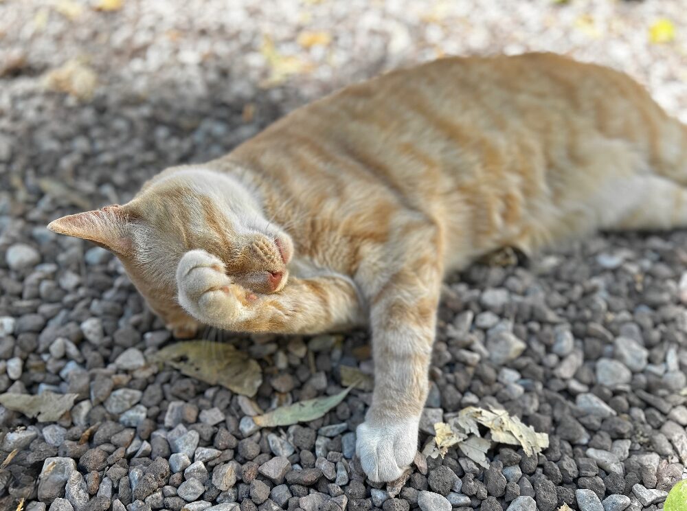 A ginger cat is washing itself in Málaga Spain