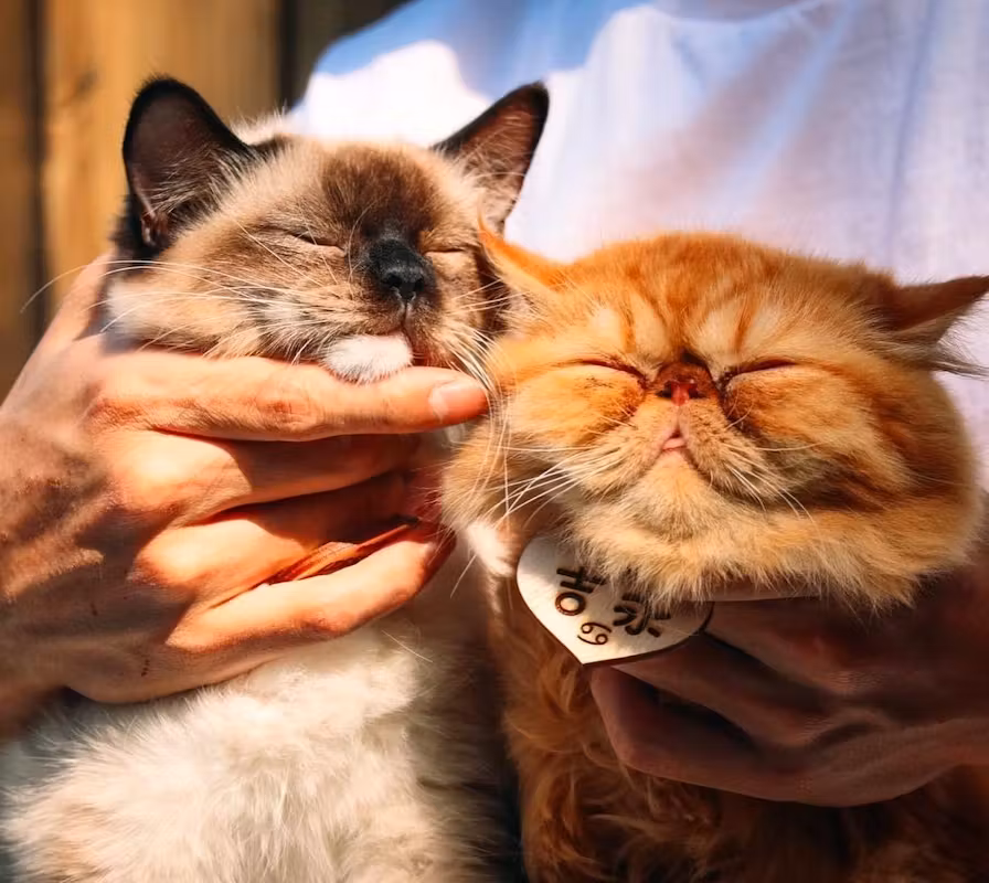 Two adorable cats of the Cat Valley cat cafe in Taipei