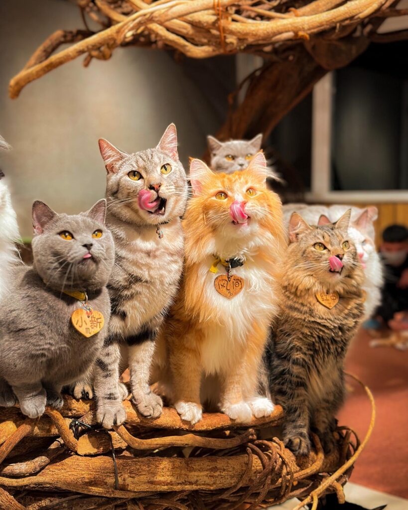 feeding time at the Cat Valley cat cafe in Taipei, Taiwan
