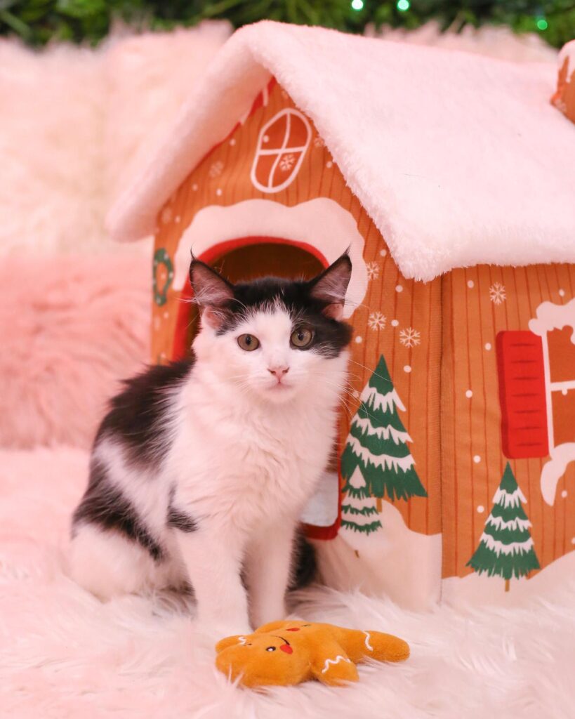 Christmas at the Cats and Caffeine Cat Lounge in Tampa
