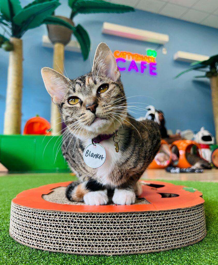 Cattyshack Cat Cafe in Fort Myers
