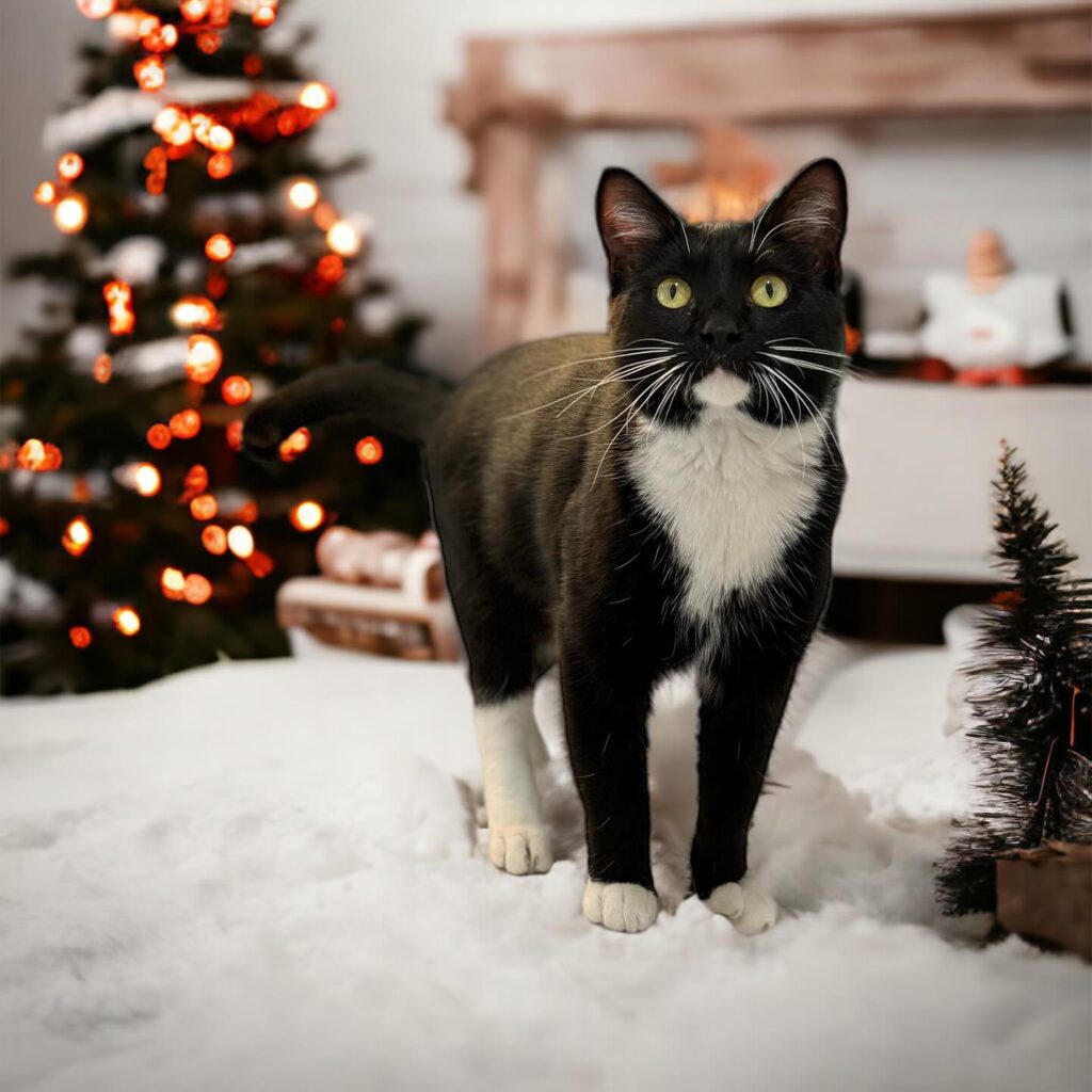 Christmas at the Coastal Cat Cafe in Pensacola