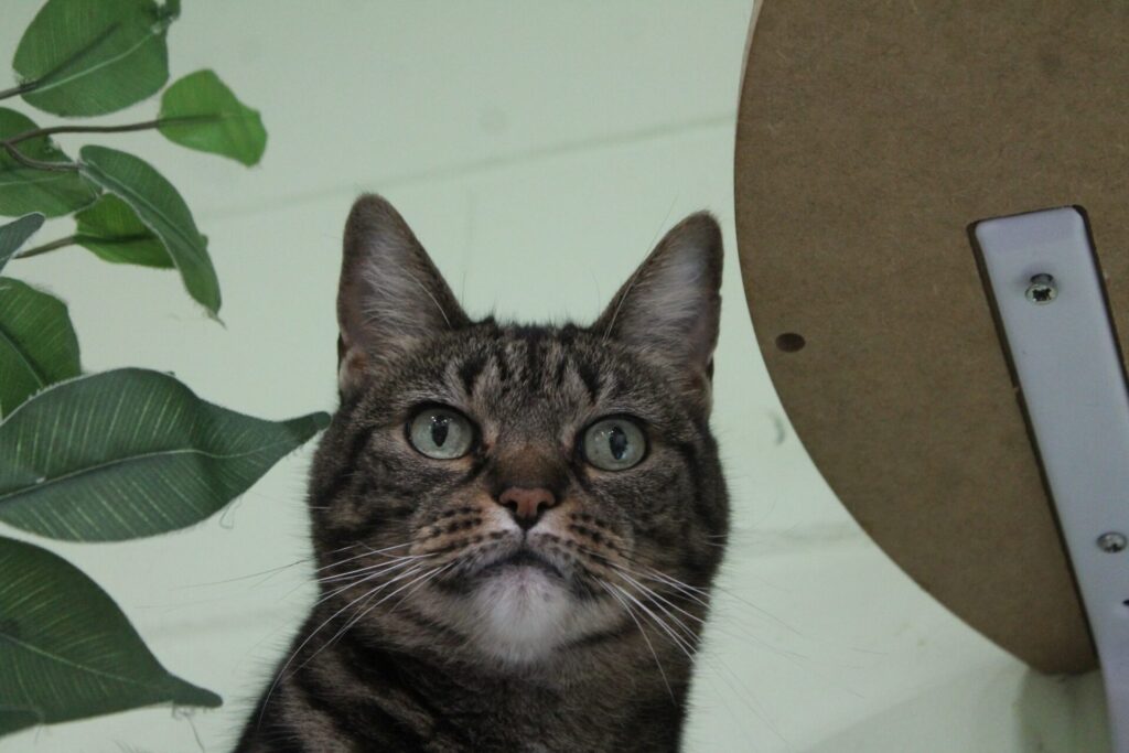 DeLand Cat Cafe