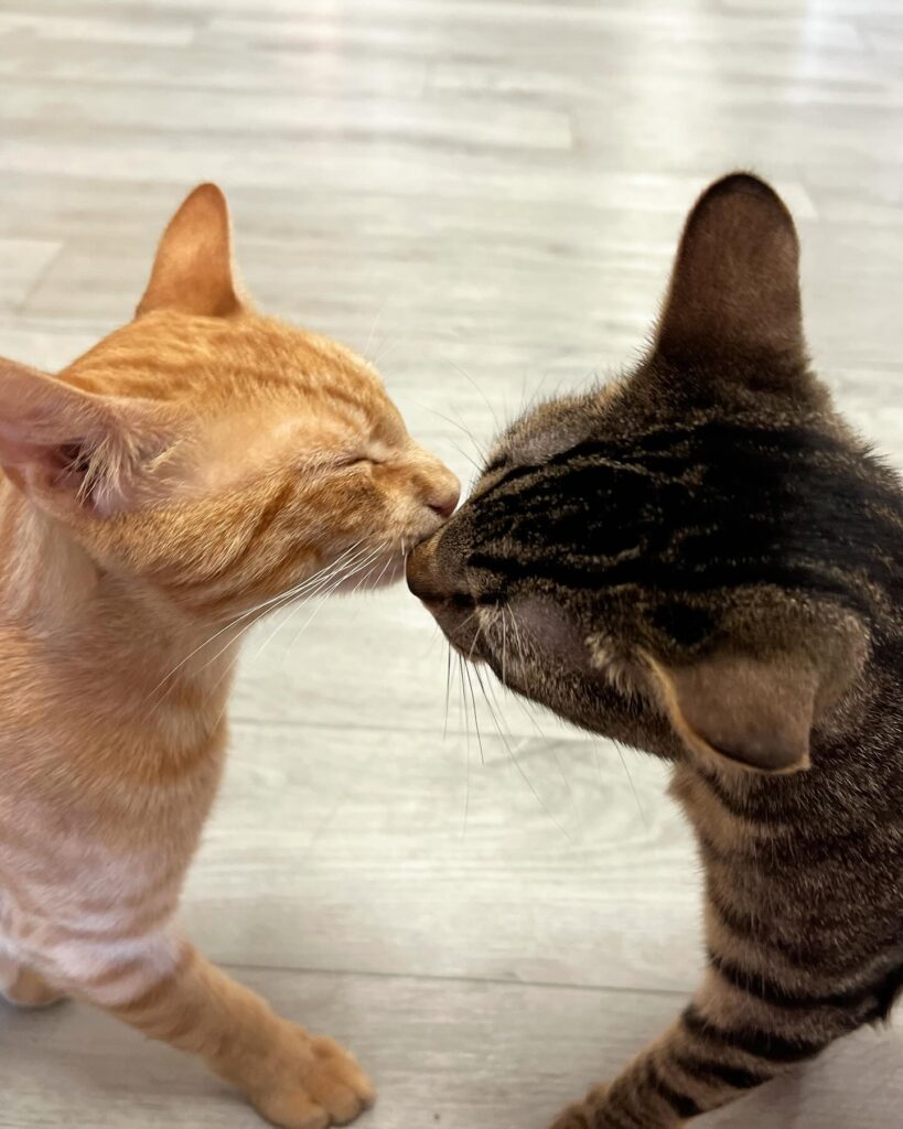 Frisky Cat Cafe in St. Augustine
