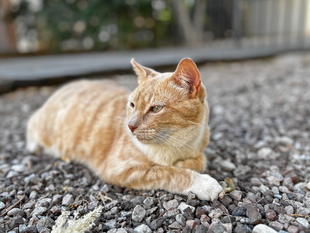A ginger cat in Málaga
