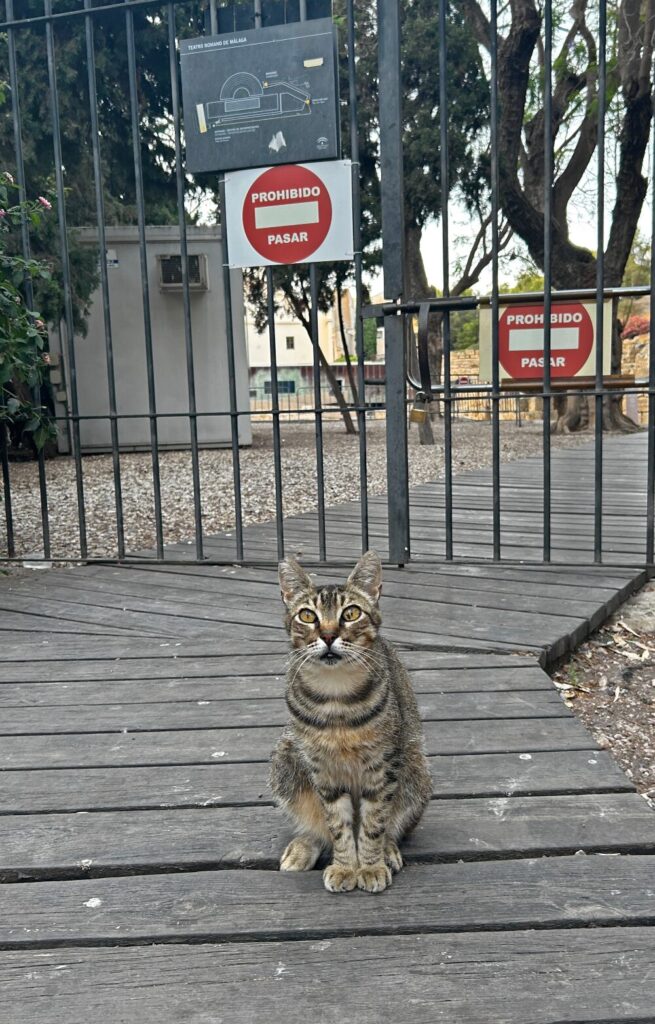 This feline guardian of the Roman Theater makes sure no one enters