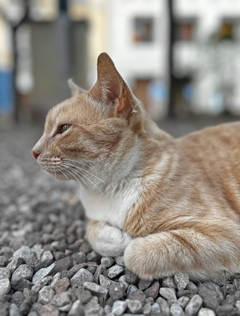 Ginger Málaga cat