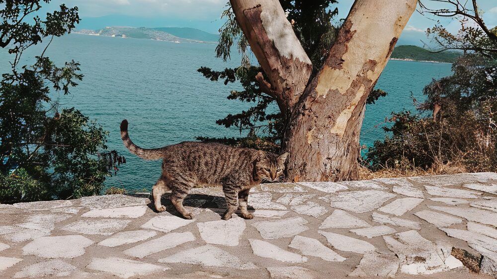 Kassiopi beach Greece