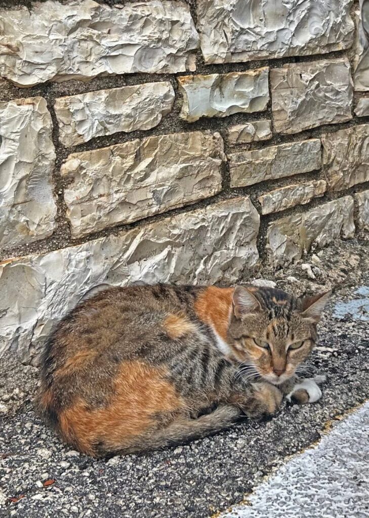sleeping cat in Kassiopi