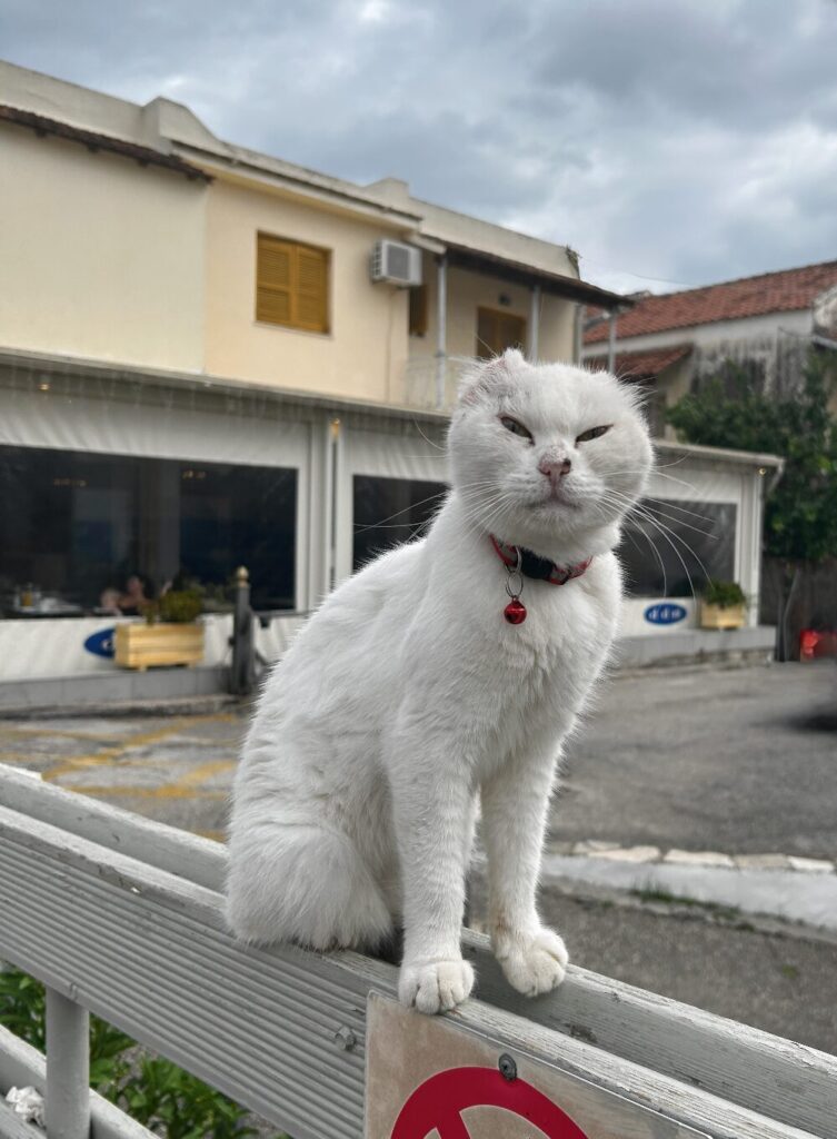 white earless cat in Kassiopi village