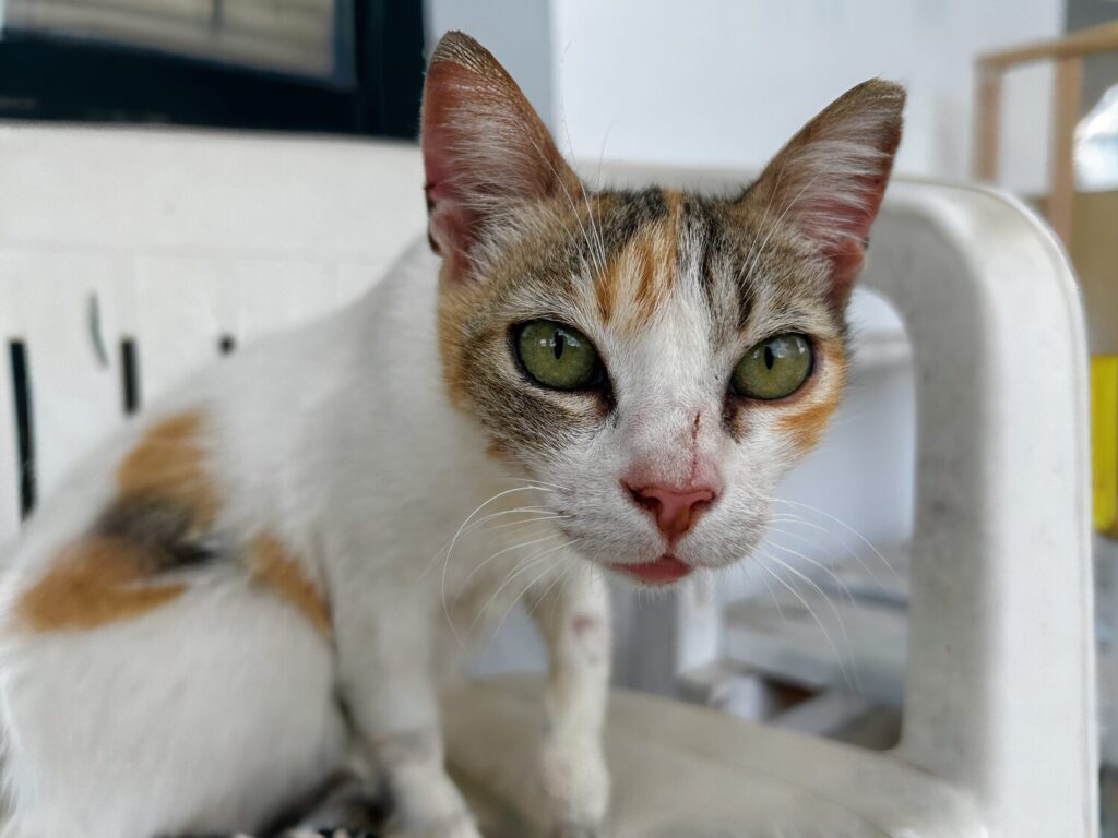 Kassiopi cat