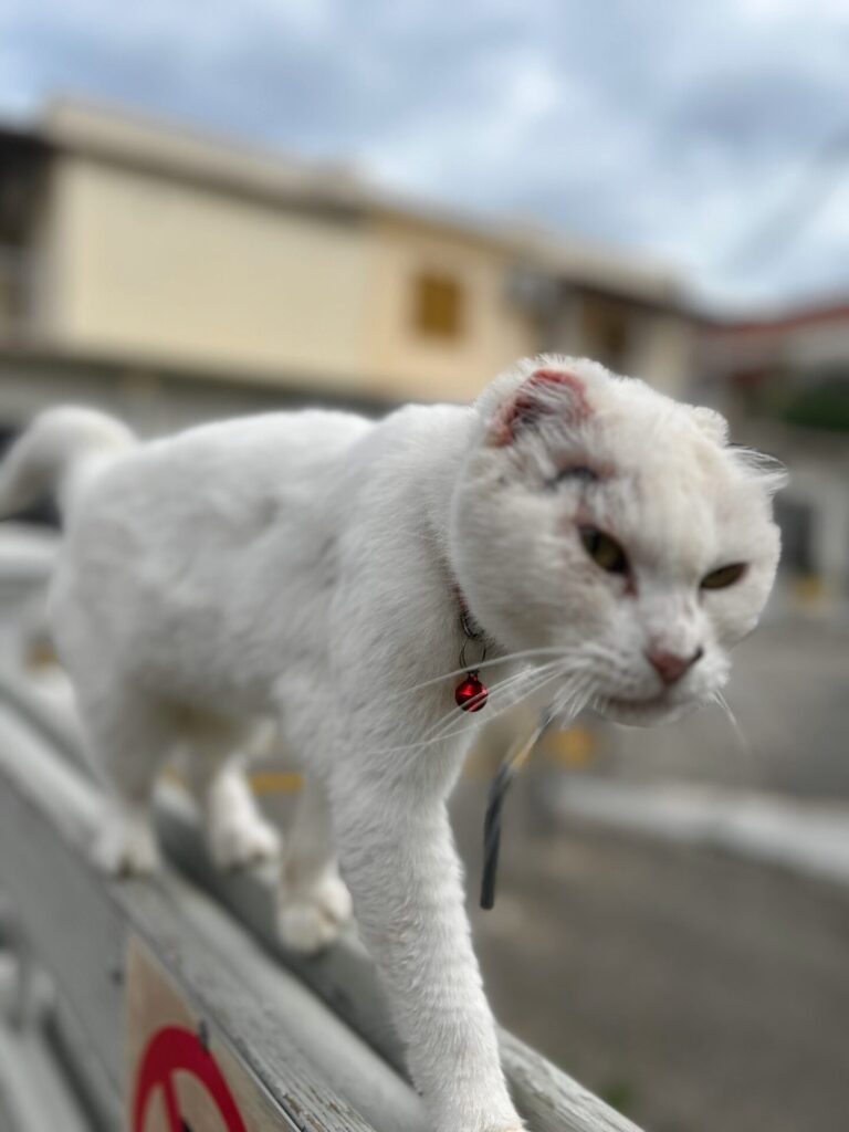 white earless cat in Kassiopi