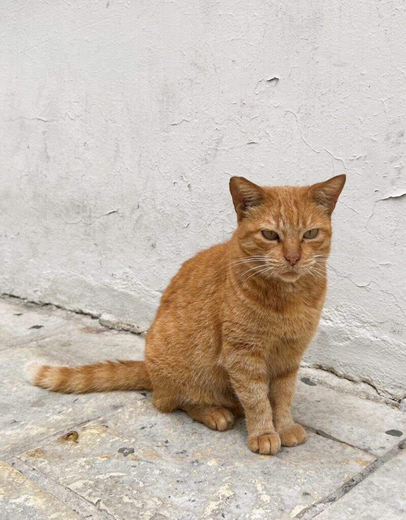 ginger cat in Kassiopi Corfu