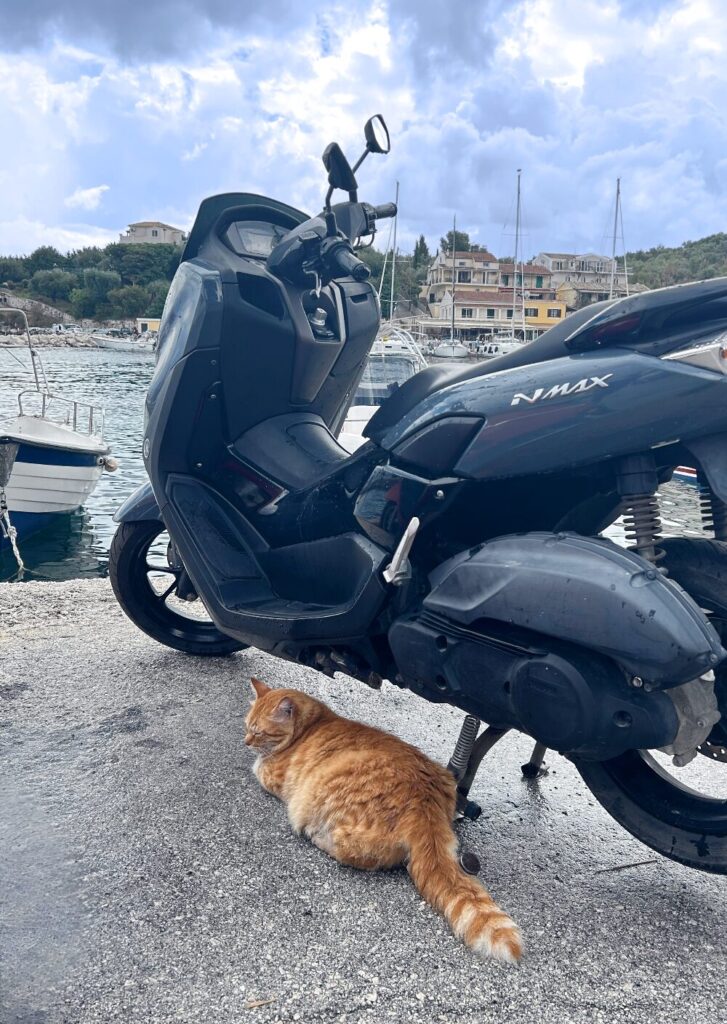 sleeping ginger cat near Kassiopi harbor
