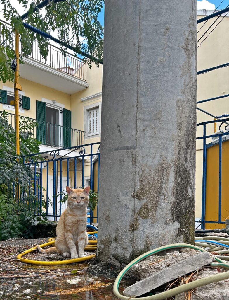 Kassiopi village cat