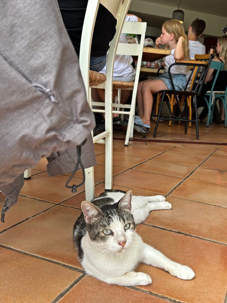 restaurant cat in Kassiopi village