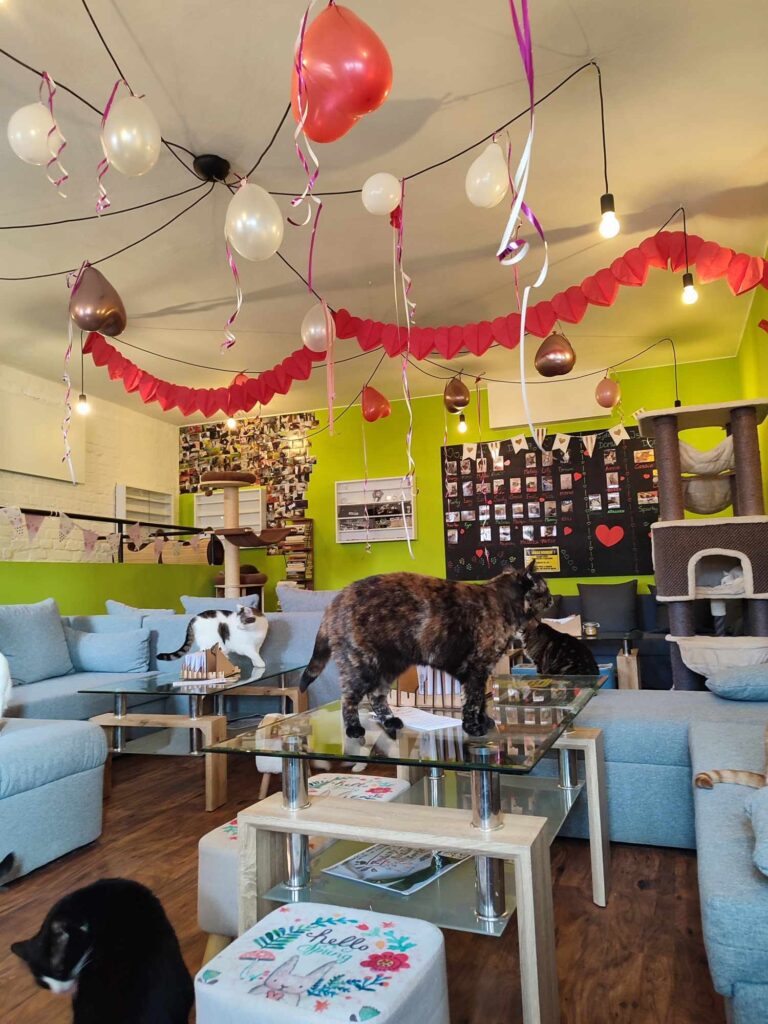 Kitt&Café Toulavý Ráj in Kroměříž