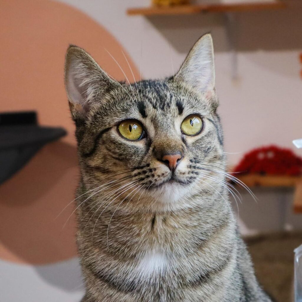 Kitty Cat Lounge in Lakeland