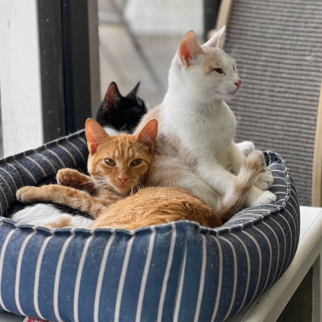 Kitty Kingdom Cat Cafe in Chesapeake