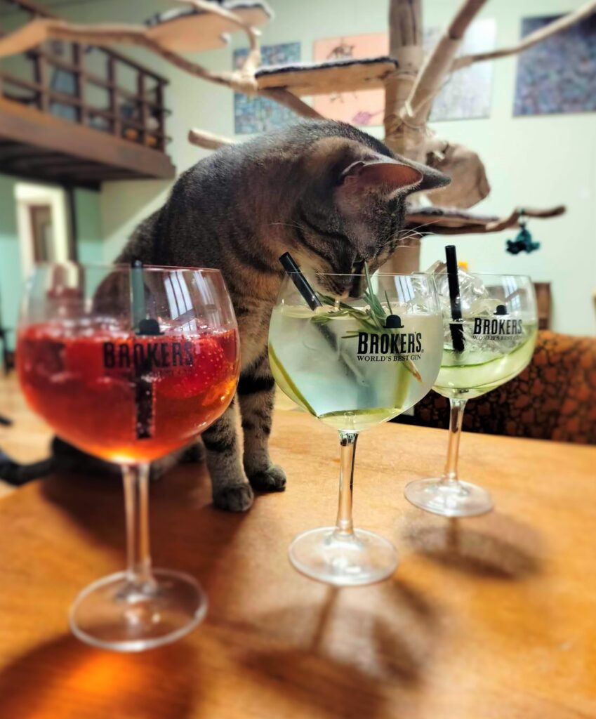 Cat Cafe Schrödinger (Kočkafé Schrödinger) in Brno