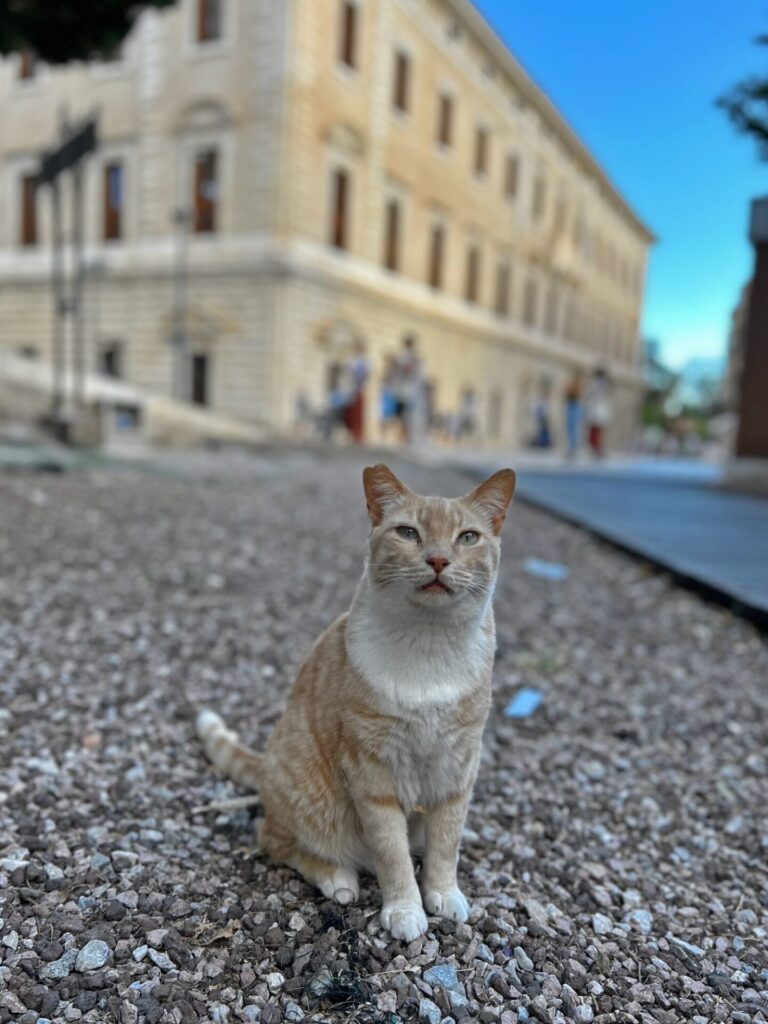 Málaga cat
