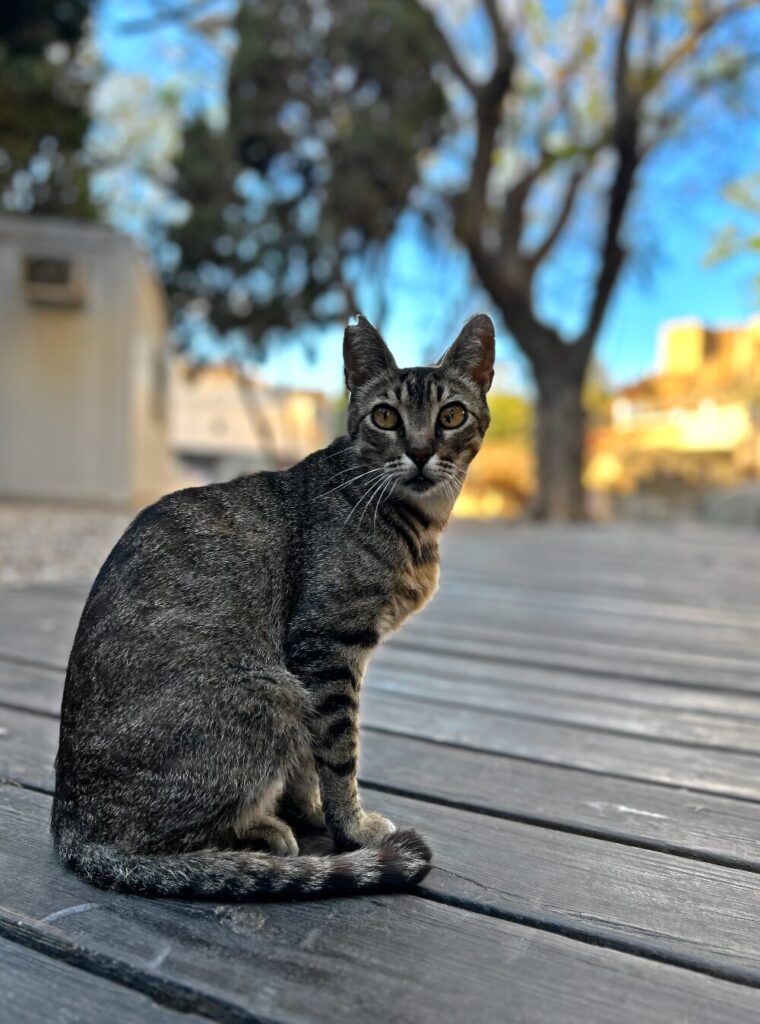 A cute kitty from one of Málaga's cat colonies