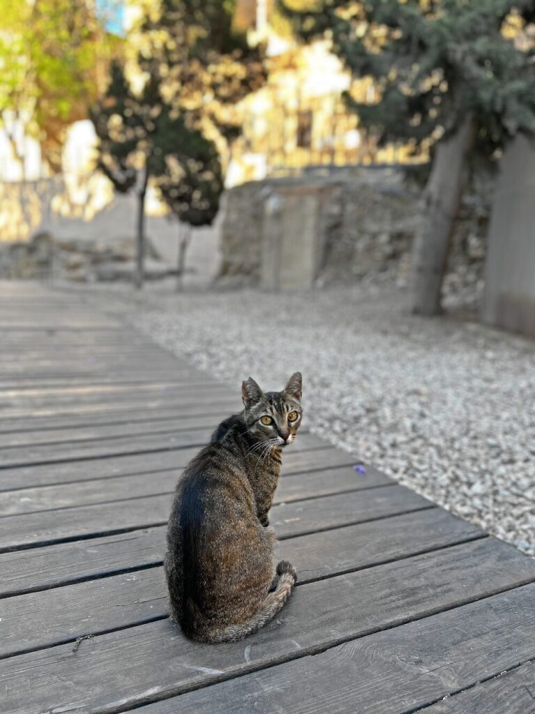 A cat near the Teatro Romano in Málaga